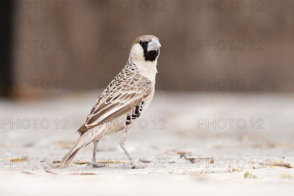 Sociable Weaver (Philetairus socius), Namibia