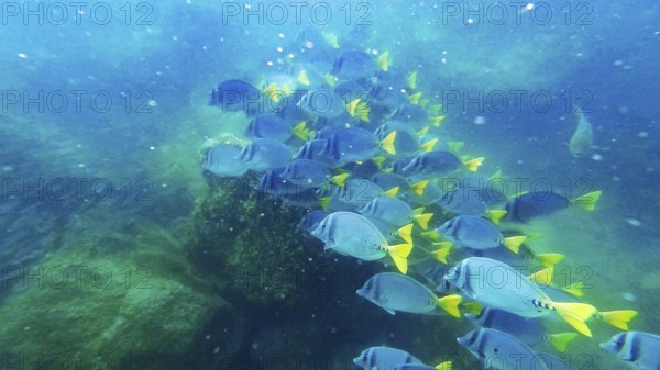 Shoal of yellowtail surgeonfish (Prionurus punctatus), underwater, Galapagos, Ecuador