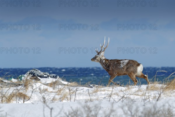 Hokkaido sika deer, Cervus nippon yesoensis, in snow meadow, blue sea with waves in background.