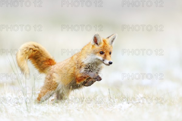 Red Fox jumping, Vulpes vulpes, wildlife scene from Europe. Orange fur coat animal hunting in the