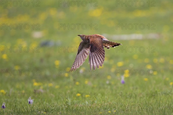 Common Cuckoo (Cuculus canorus) female flying, Lake Hovsgol, Mongolia