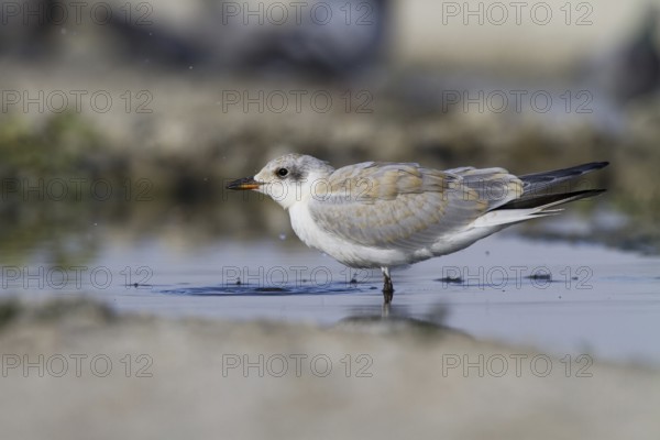 Gull-billed Tern (Gelochelidon nilotica) juvenile, Castile-La Mancha, Spain