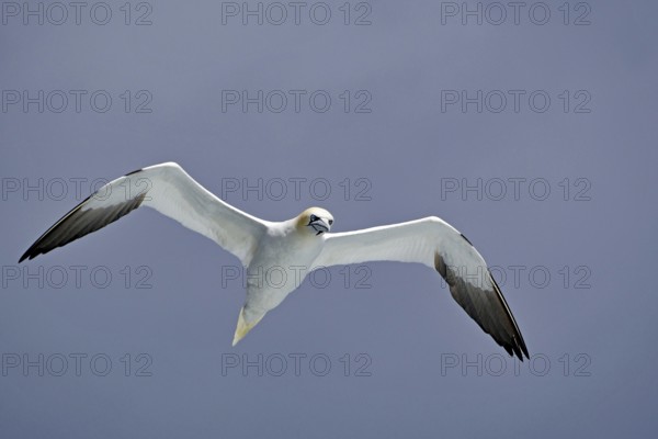 A gannet gliding in the sky with open wings, boat tour, Noss, Shetland Islands, Scotland, Great