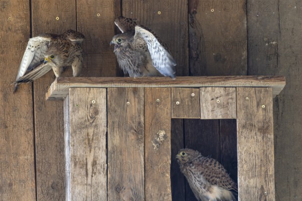 Kestrel (Falco tinnunculus) female and begging juvenile at the incubator, village in Münsterland,