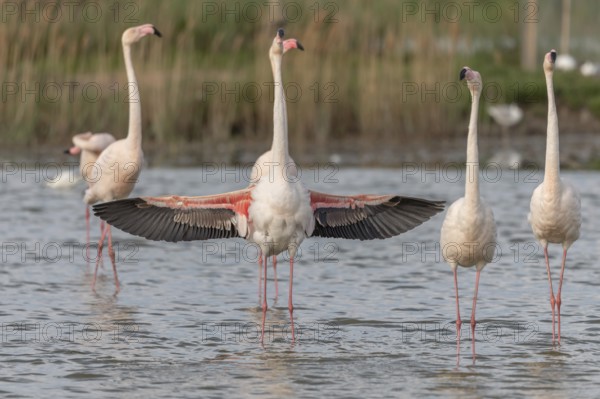 A flamingo opens its wings and highlights its magnificent plumage. The scene captures the essence