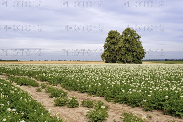 Deciduous trees, lime tree (Tilia) in a field with potato plants (Solanum tuberosum) at flowering
