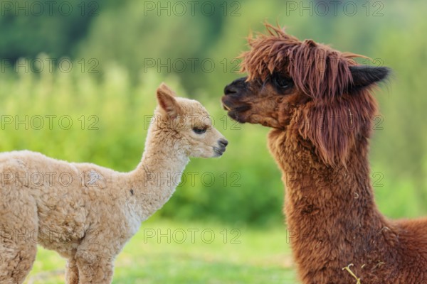 A freshly born white alpaca (Vicugna pacos) stands in front of its brown mother and sniffer on her