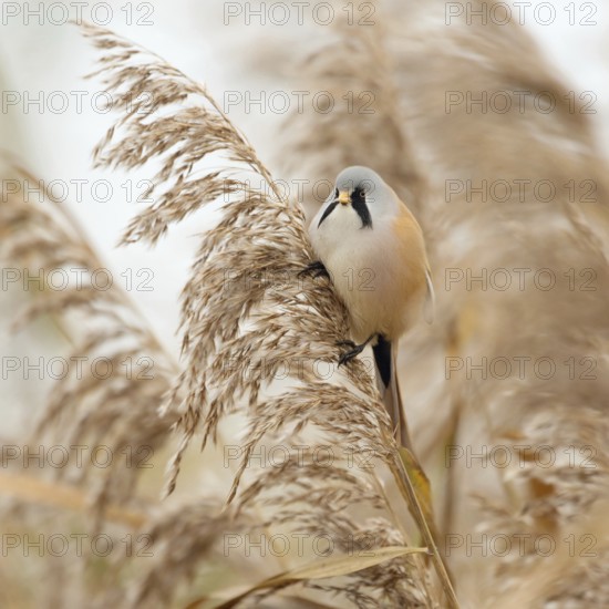In the middle of the reeds... Bearded Tit (Panurus biarmicus), male bird feeds on seeds, changes