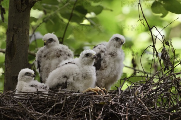 Chicks in the nest... Sparrowhawk (Accipiter nisus), young, not yet fledged birds of prey in down
