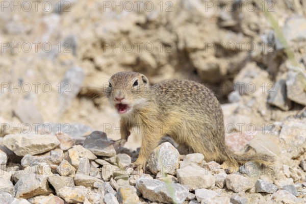 A young European ground squirrel (Spermophilus citellus) or European souslik stands on a gravel