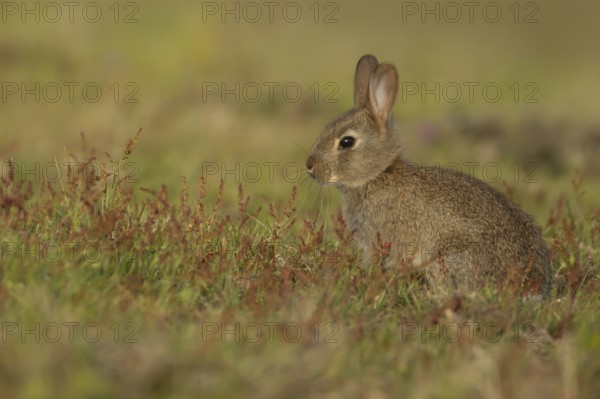 European rabbit (Oryctolagus cuniculus) adult animal amongst red flowers in grassland, England,