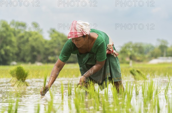 BAKSA, INDIA- JULY 12: A tribal woman transplant rice seedlings in a waterlogged paddy field in