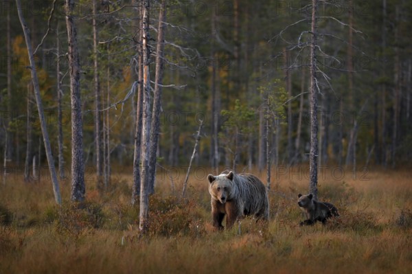 Bear hidden in yellow forest. Autumn trees with bear, mirror reflection. Beautiful brown bear