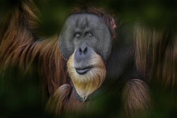Sumatran orangutan, Pongo abelii, Critically endangered ape monkey, and found only in north