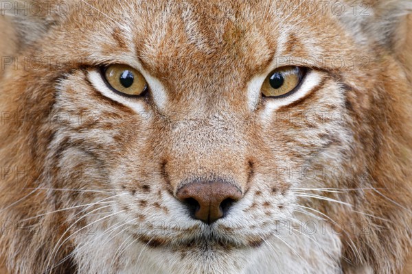 Lynx, detail face portrait with beautiful eyes. Cute fur of Eurasian lynx, animal in habitat. Wild