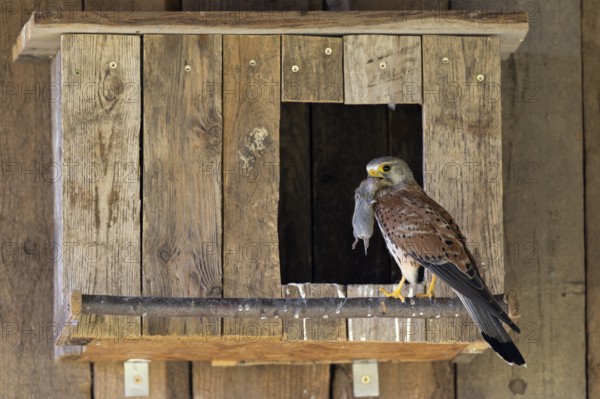 Kestrel (Falco tinnunculus) male with captured mouse for the young, village in Münsterland, North