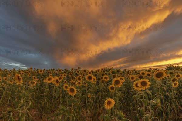 Golden sunflowers stretch out into the colourful sky as the sunlight increases, creating a