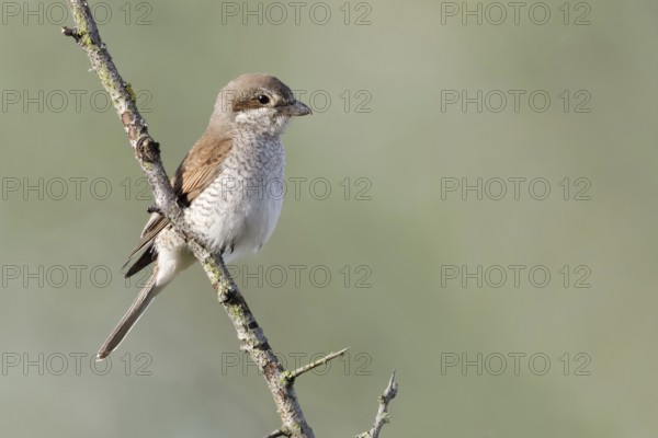 Red-backed shrike (Lanius collurio), adult female, sitting calmly and relaxed on a thorny branch in
