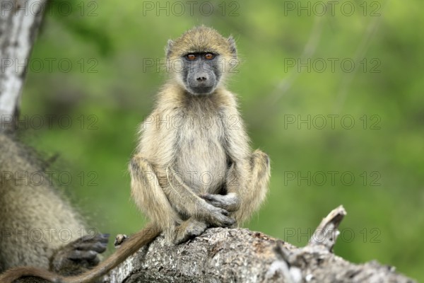 Bear baboon, Tschakma baboon (Papio ursinus), young animal, sitting, on the ground, alert, relaxed,
