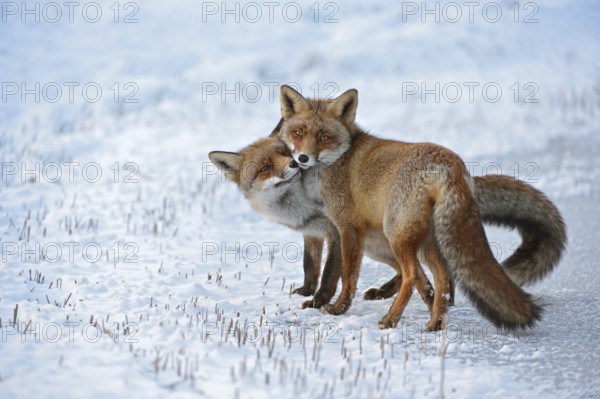Red fox, two red foxes (Vulpes vulpes) cuddling with each other, togetherness, tenderness, shot