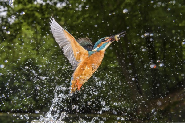 Common Kingfisher (Alcedo atthis) male fishing, Lower Saxony, Germany