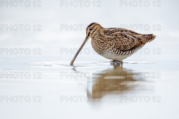 Common Snipe (Gallinago gallinago) foraging, Burgenland, Austria