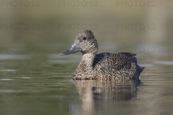 Freckled Duck (Stictonetta naevosa) female, Victoria, Australia