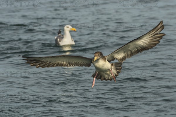 Scopoli's Shearwater (Calonectris diomedea) flying, Tuscany, Italy