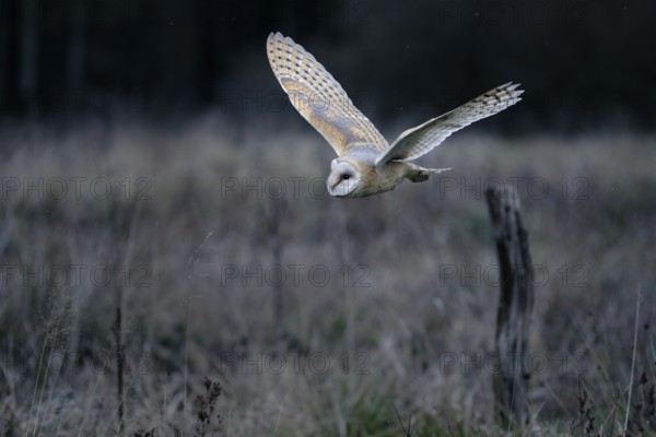 Schleiereule, lat. Tyto alba guttata, fliegt über einer Brachfläche vor einem Waldrand