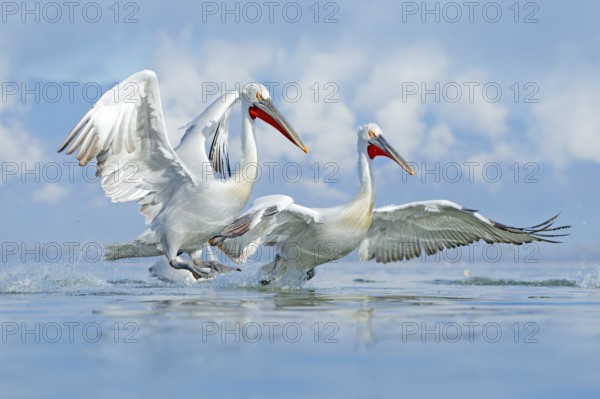 Bird in the water. Dalmatian pelican, Pelecanus crispus, landing in Lake Kerkini, Greece. Pelican