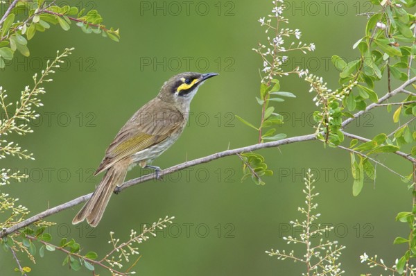 Yellow-faced Honeyeater (Caligavis chrysops), Victoria, Australia