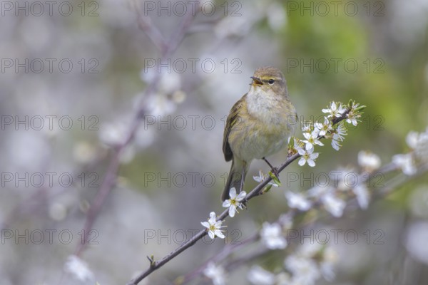Common Chiffchaff (Phylloscopus collybita) singing, perched on a branch, North Rhine-Westphalia,