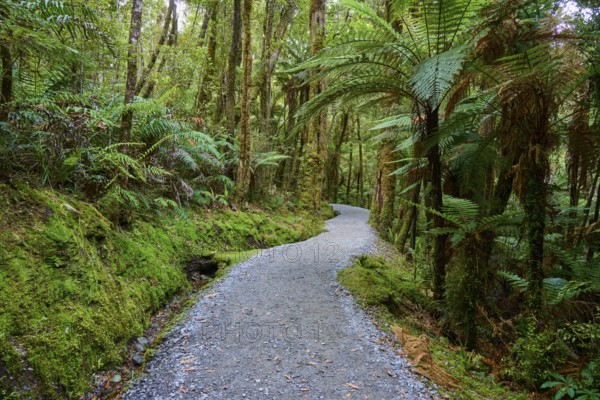 A winding path leads through a lush, moss-covered forest full of ferns and tall trees, summer, Lake