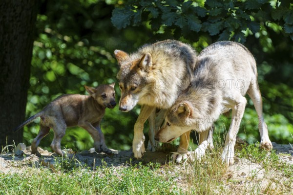 Wolves and a pup exploring a green forest landscape in the summer heat, Timberwolf, wolf, American