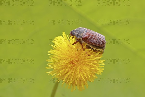 Cockchafer, field cockchafer (Melolontha melolontha), female on a dandelion (Taraxacum) flower,
