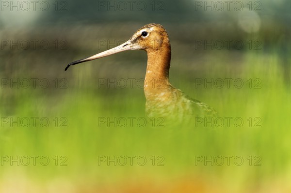 Snipe bird with sharp outline against a blurred green background, black-tailed godwit (Limosa