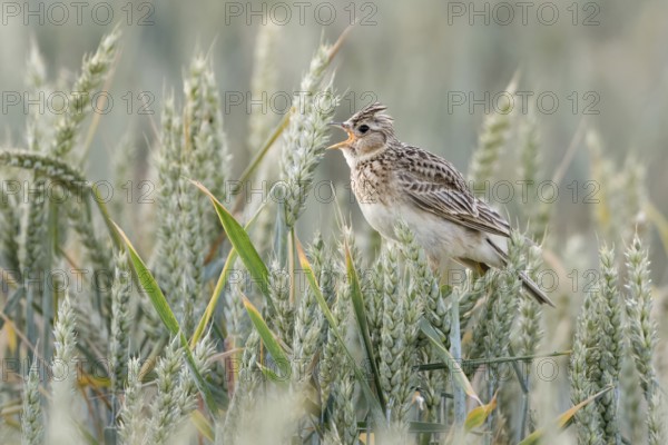 Skylark (Alauda arvensis) sings in a wheat field, sits in the grain, popular and formerly common