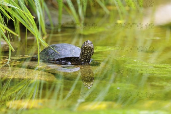A European pond turtle (Emys orbicularis) rests in shallow water on a stone lying in the pond,