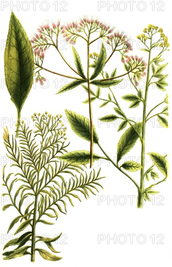 Water hemp, Eupatorium spicatum, bidens americanum and canadense, Historical, digitally restored
