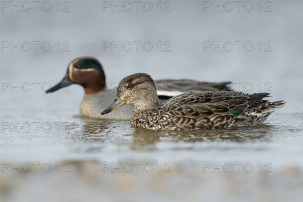 A pair of teals... Teal (Anas crecca), smallest duck in Europe, named for the characteristic call