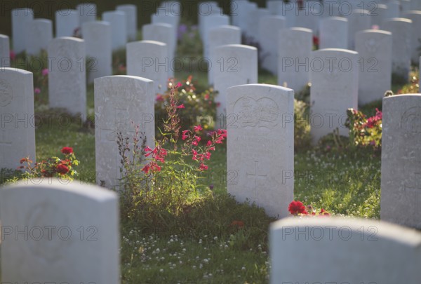 Gravestones, war graves, soldiers' graves, flowers, roses, British and German military cemetery,