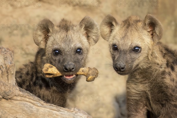 Spotted Hyena (Crocuta crocuta) two cubs holding bone in the jaws, Sabi Sands, South Afrika