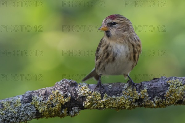 Common Redpoll (Acanthis flammea), Lower Saxony, Germany
