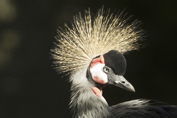 Grey Crowned Crane (Balearica regulorum), Germany