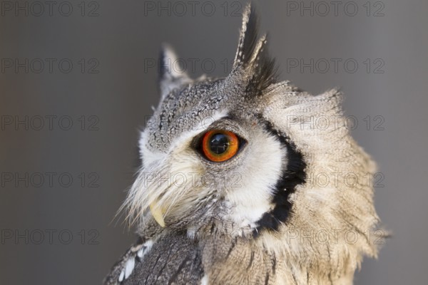 Southern White-faced Owl (Ptilopsis granti) captive, Germany