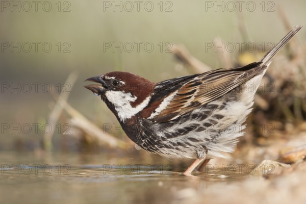 Spanish Sparrow - Weidensperling - Passer hispaniolensis ssp. hispaniolensis, adult male, Croatia