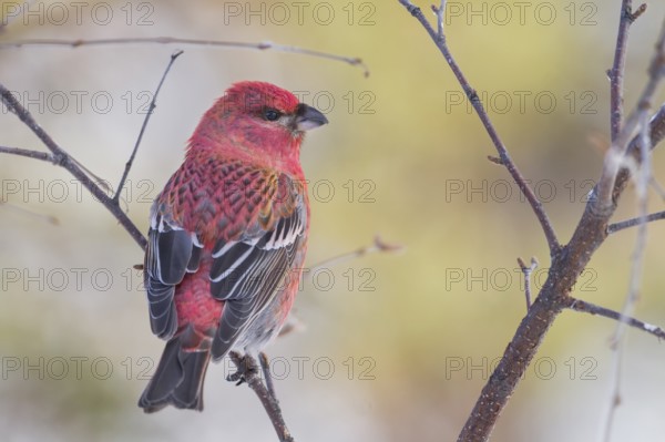 Pine Grosbeak - Hakengimpel - Pinicola enucleator, Finland, adult male