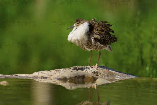 A bird with fluffed up plumage stands at the edge of a body of water with a green background, ruff