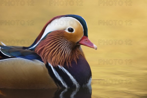 Precious... Mandarin duck (Aix galericulata), male, drake in splendour, most beautiful duck,
