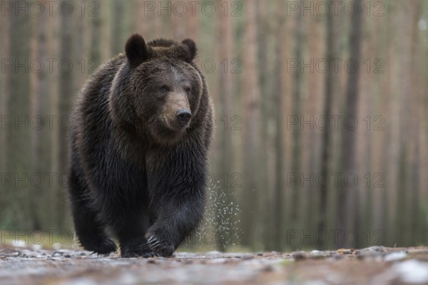 European brown bear (Ursus (genus) arctos) runs with a critical look directly towards the